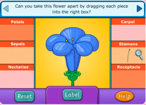 parts of a flower smartboard game