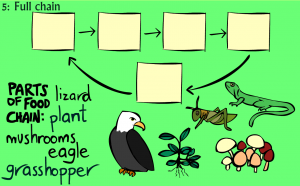 food chains smartboard game